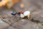 Image pour Nid de fourmis dans une galle