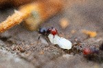 Image pour Nid de fourmis dans une galle