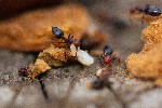 Image pour Nid de fourmis dans une galle