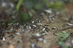 Picture for Ant%20Mating%20Swarm