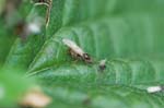 Picture for Ant%20Mating%20Swarm