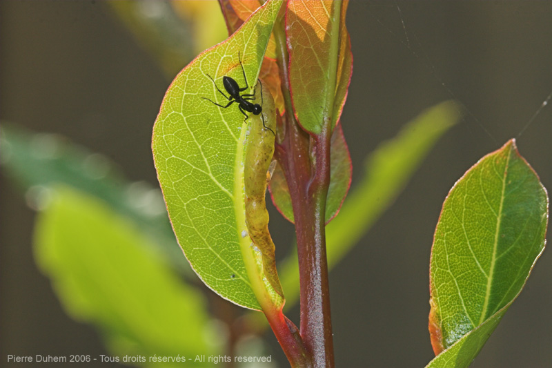 sujets/fourmis/img/20d06544.jpg