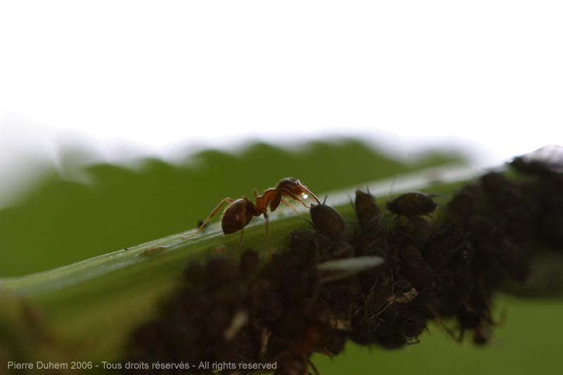 sujets/fourmis/img/d60_1686.jpg