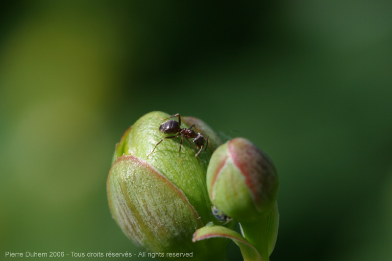 sujets/fourmis/img/d60_2992.jpg