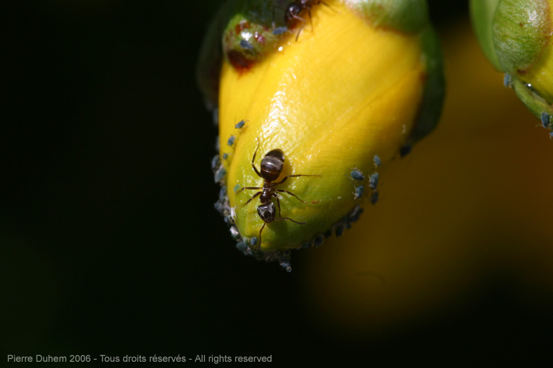 Ants Like it Sweet