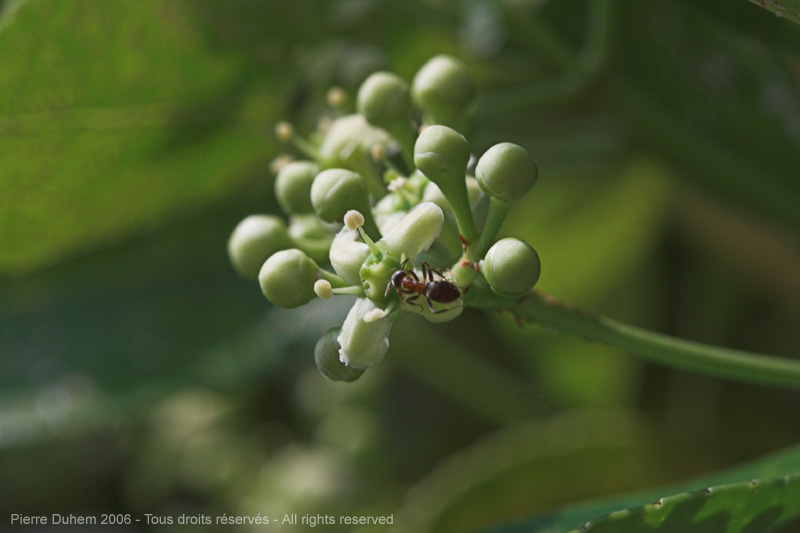 sujets/fourmis/img/d60_4848.jpg