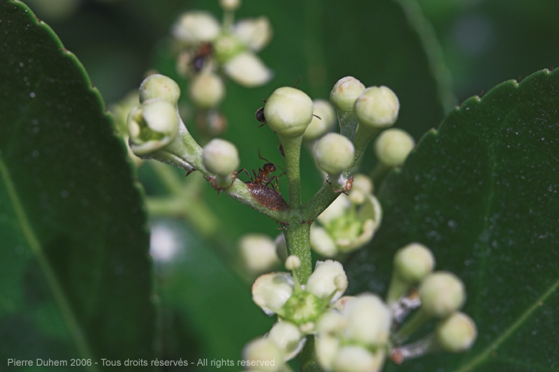 sujets/fourmis/img/d60_4884.jpg