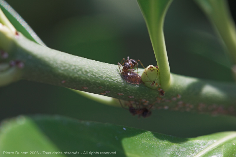 sujets/fourmis/img/d60_5801.jpg