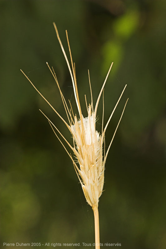 Three Feet of Fallow Land