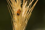 Image pour Friche de Palombara Sabina