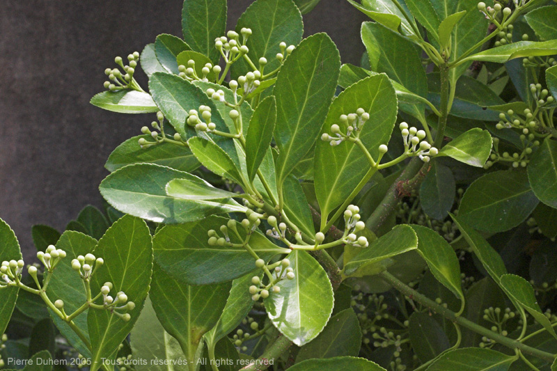 Euonymus japonicus