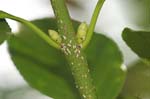 Picture for Euonymus japonicus