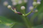 Picture for Euonymus japonicus