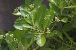 Euonymus