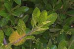 Picture for Euonymus japonicus