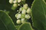 Picture for Euonymus japonicus