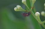 Picture for Euonymus japonicus