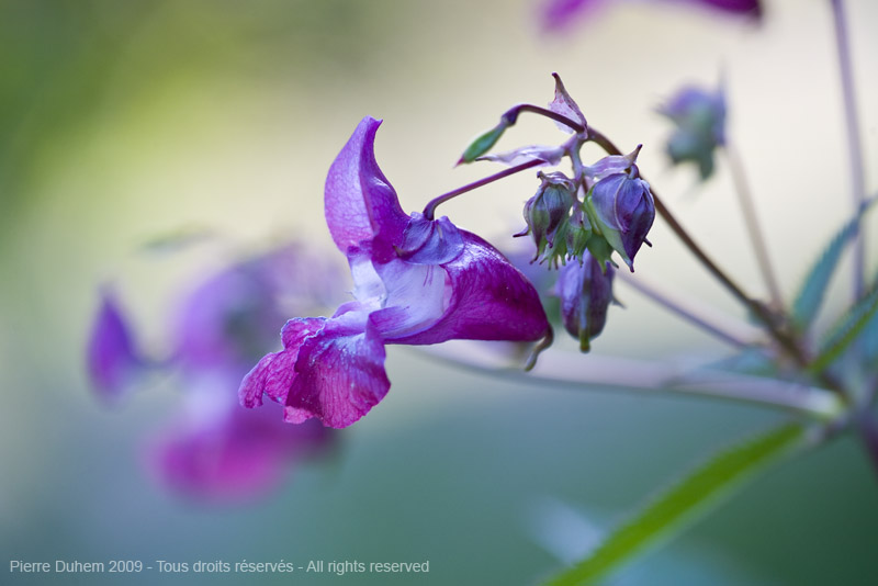 Impatiens glandulifera