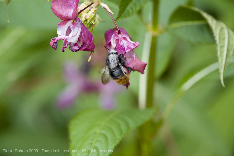 sujets/impatiens/img/5d033773.jpg