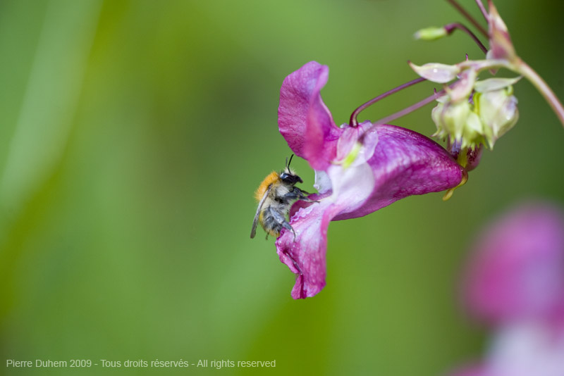 sujets/impatiens/img/5d034265.jpg