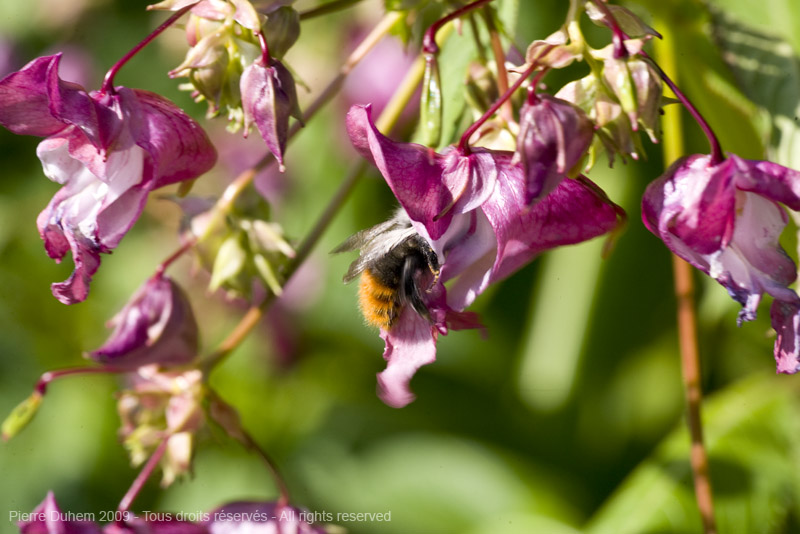 sujets/impatiens/img/5d034963.jpg