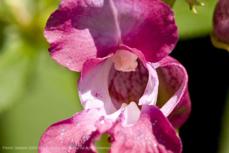 sujets/impatiens/img/5d035056.jpg