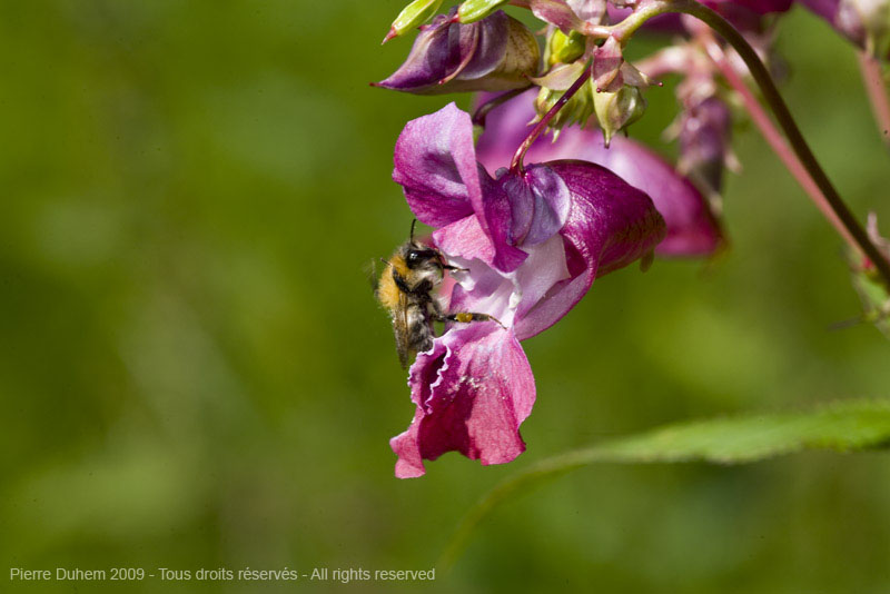 sujets/impatiens/img/5d035258.jpg