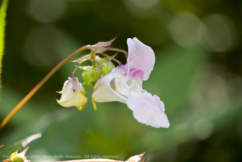 sujets/impatiens/img/5d035262.jpg