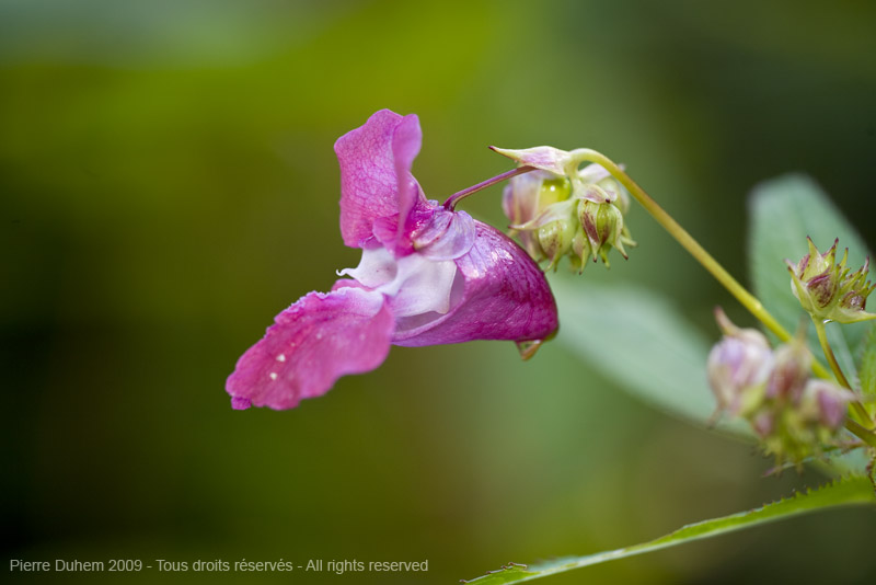 sujets/impatiens/img/5d035699.jpg