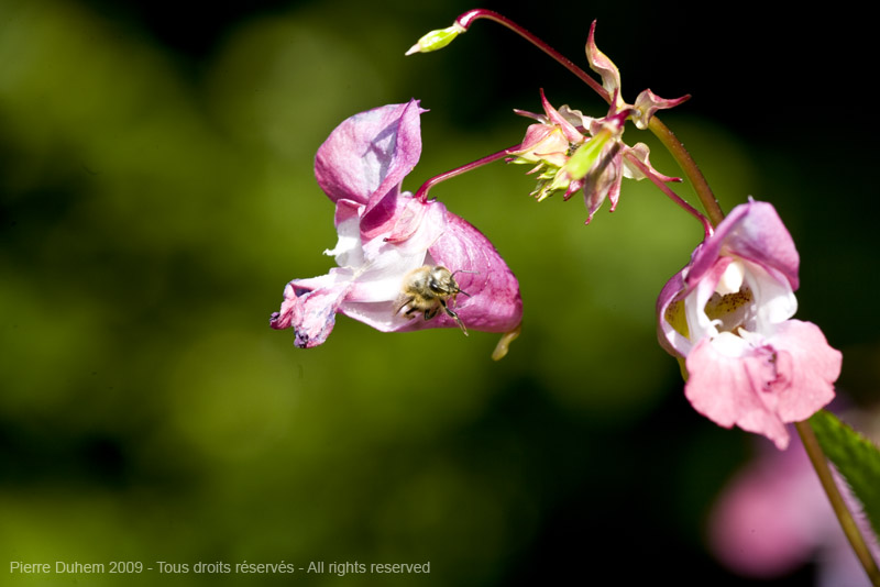 sujets/impatiens/img/5d035796.jpg