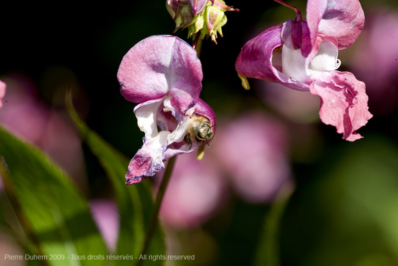 sujets/impatiens/img/5d035802.jpg