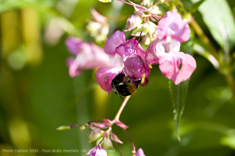 sujets/impatiens/img/5d035809.jpg