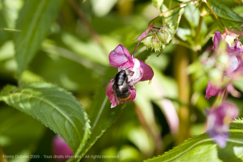 sujets/impatiens/img/5d035816.jpg