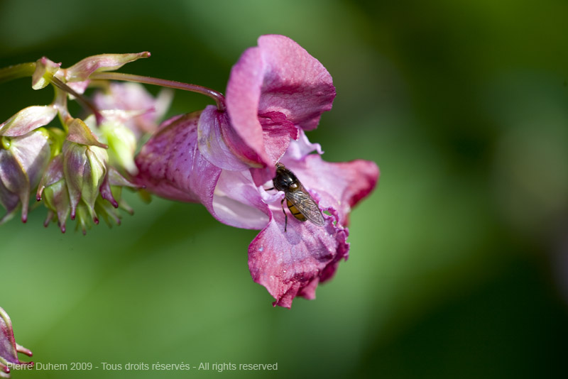 sujets/impatiens/img/5d035825.jpg