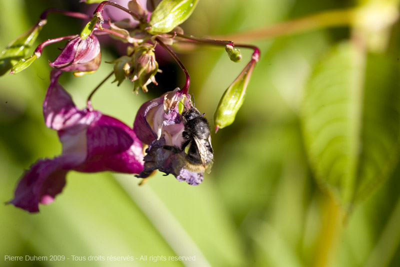 sujets/impatiens/img/5d035840.jpg