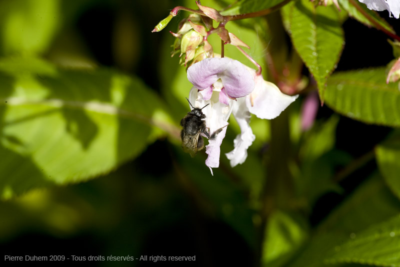 sujets/impatiens/img/5d035849.jpg