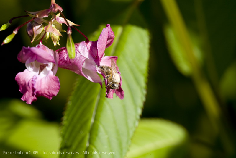 sujets/impatiens/img/5d035858.jpg