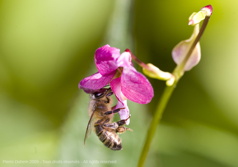 sujets/impatiens/img/5d035866.jpg