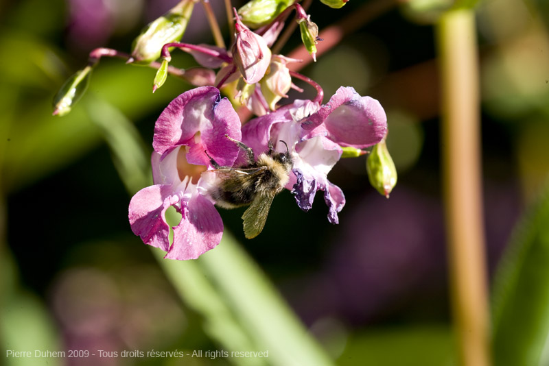 sujets/impatiens/img/5d035907.jpg