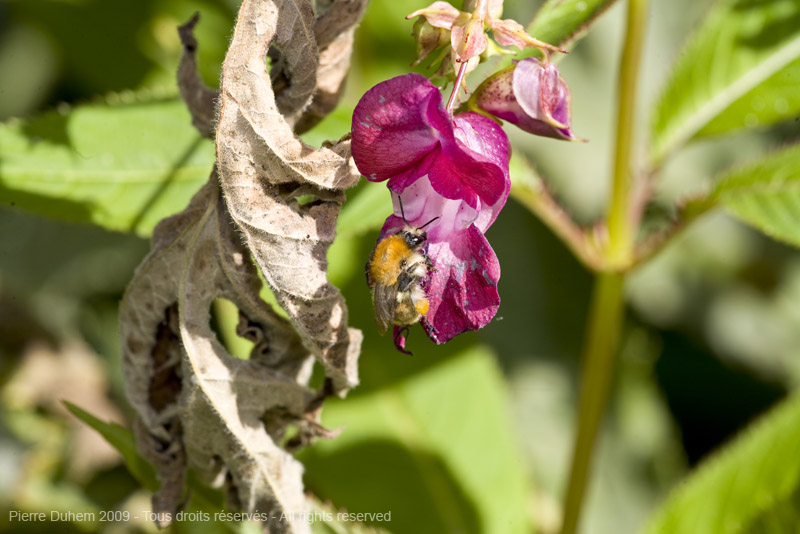 sujets/impatiens/img/5d035922.jpg