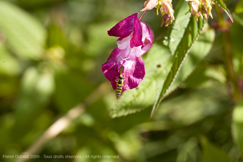 sujets/impatiens/img/5d035938.jpg