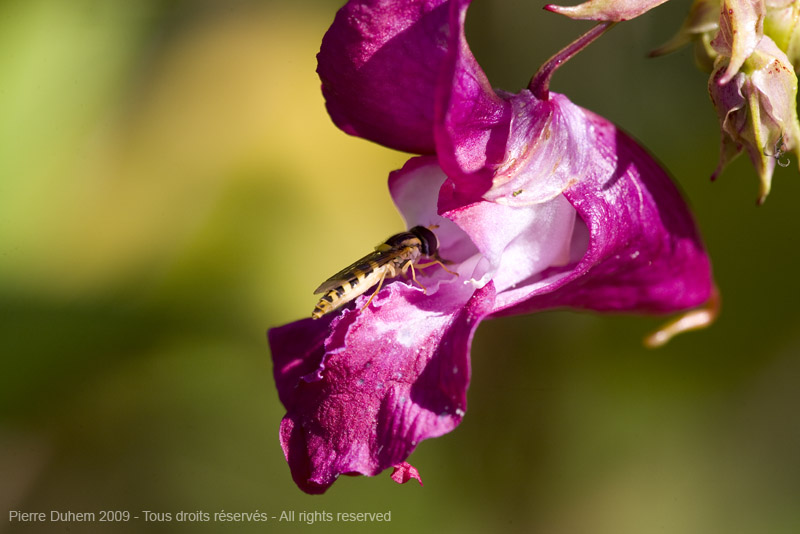 sujets/impatiens/img/5d035955.jpg