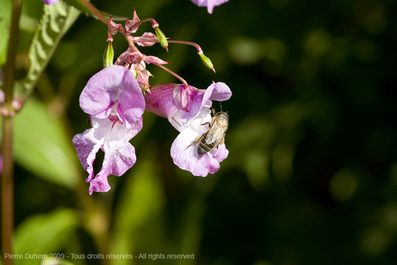 sujets/impatiens/img/5d035965.jpg