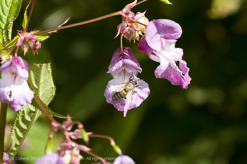 sujets/impatiens/img/5d035969.jpg