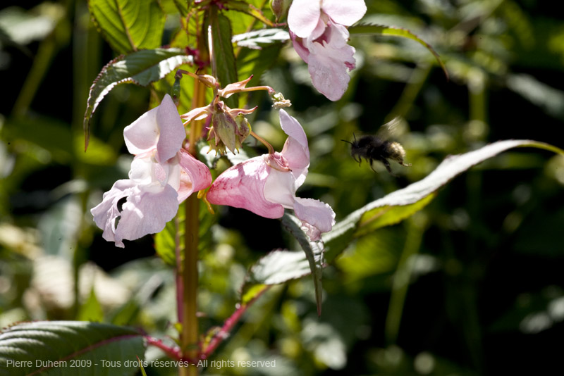 sujets/impatiens/img/5d035973.jpg