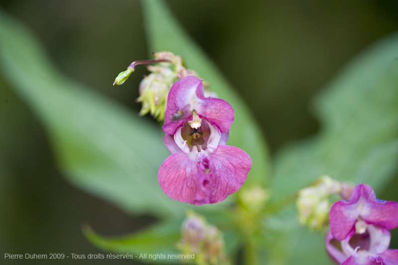 sujets/impatiens/img/5d035981.jpg