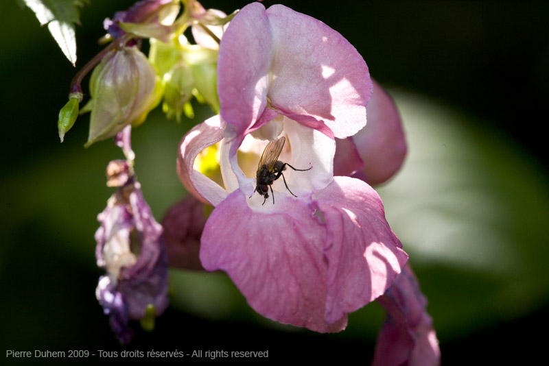 sujets/impatiens/img/5d036436.jpg