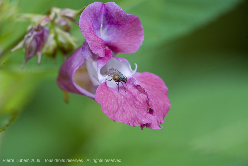 sujets/impatiens/img/5d036475.jpg