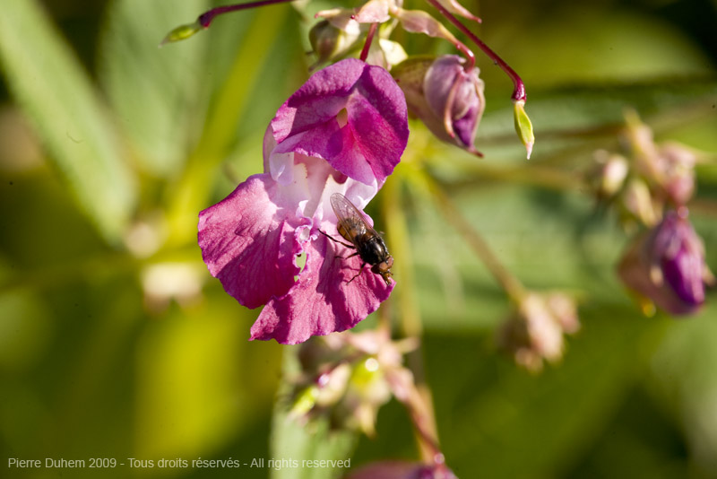 sujets/impatiens/img/5d036522.jpg