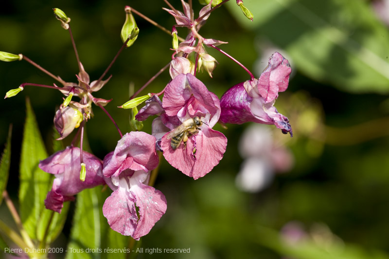 sujets/impatiens/img/5d036565.jpg